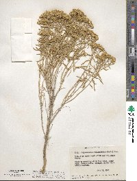 Chrysothamnus viscidiflorus image