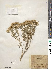 Chrysothamnus viscidiflorus image