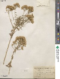 Chrysothamnus viscidiflorus image