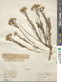 Chrysothamnus viscidiflorus image