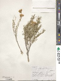 Chrysothamnus viscidiflorus image