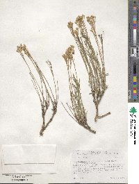 Chrysothamnus viscidiflorus image