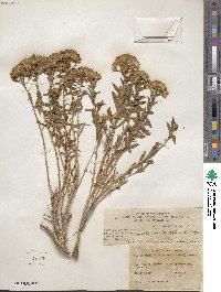 Chrysothamnus viscidiflorus image