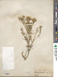 Chrysothamnus viscidiflorus image