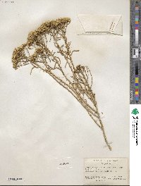 Chrysothamnus viscidiflorus image