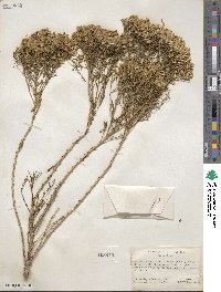 Chrysothamnus viscidiflorus image