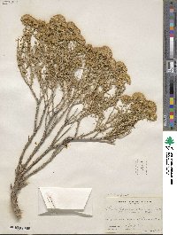 Chrysothamnus viscidiflorus image