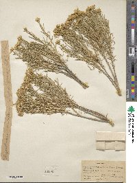 Chrysothamnus viscidiflorus subsp. lanceolatus image