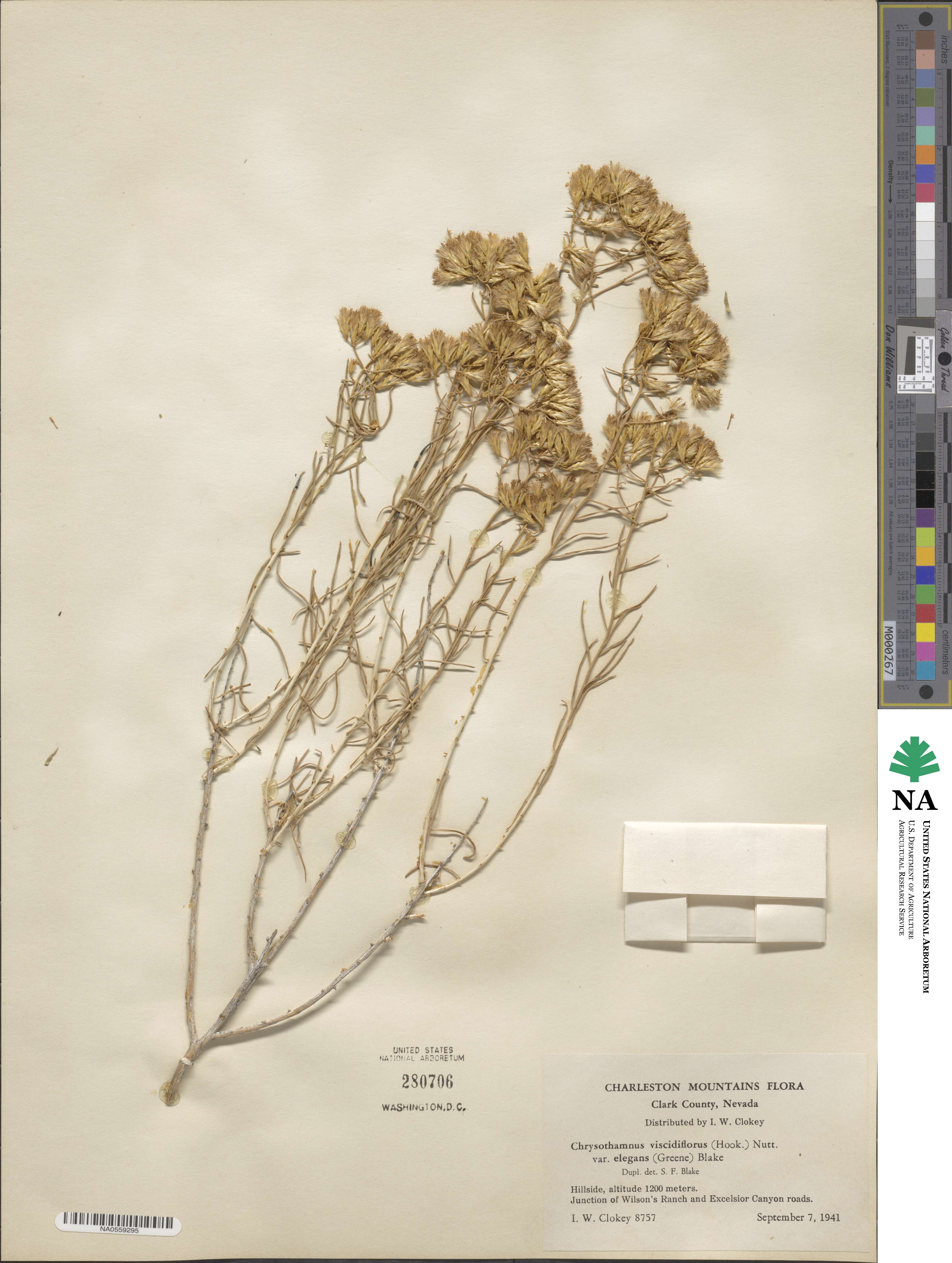 Chrysothamnus viscidiflorus subsp. lanceolatus image