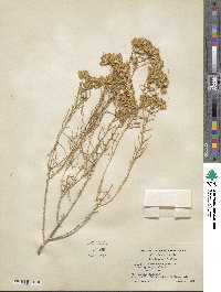 Chrysothamnus viscidiflorus subsp. lanceolatus image