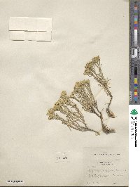 Chrysothamnus viscidiflorus image