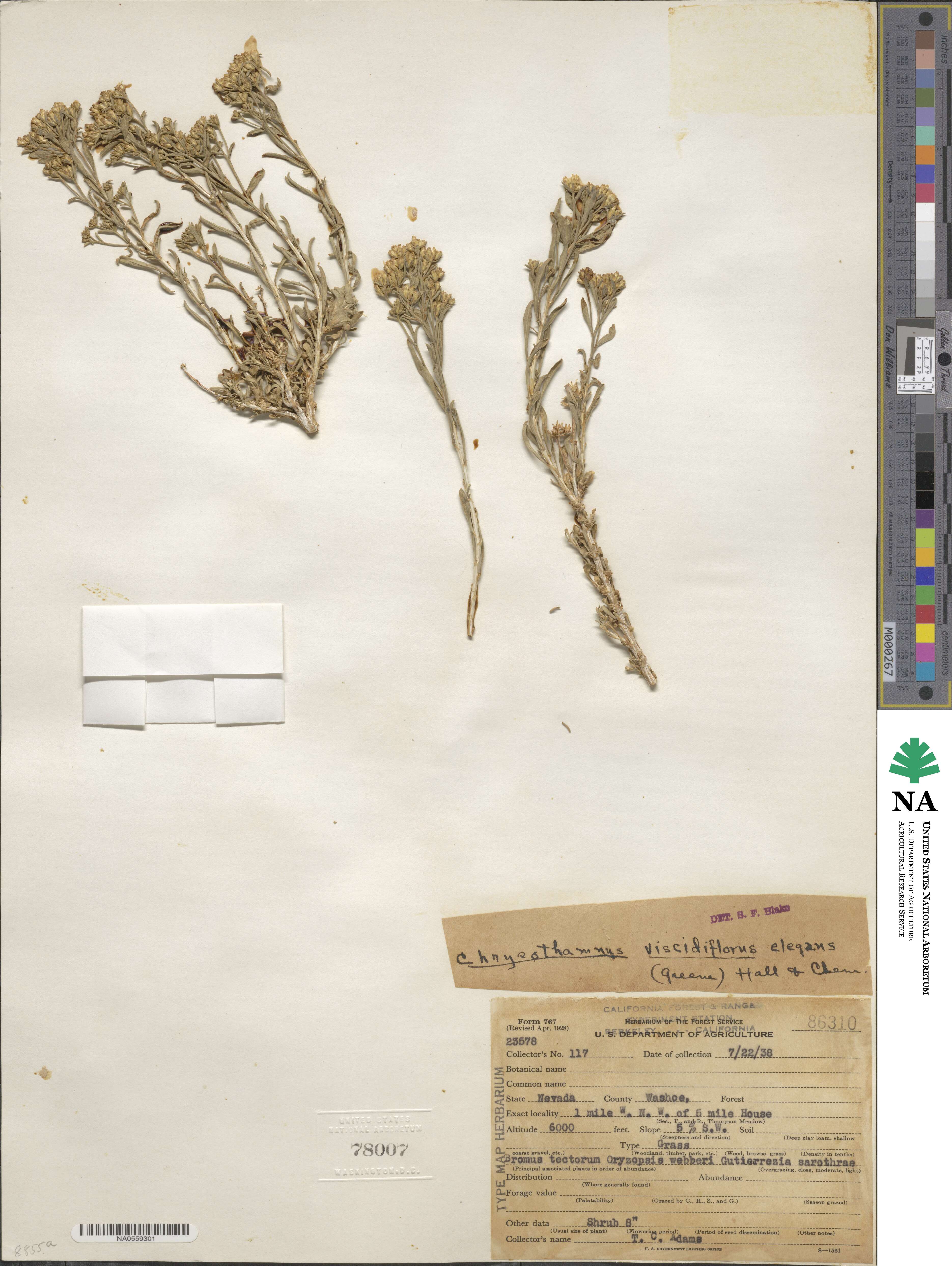 Chrysothamnus viscidiflorus subsp. lanceolatus image