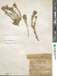 Chrysothamnus viscidiflorus subsp. lanceolatus image