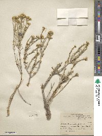 Chrysothamnus viscidiflorus subsp. lanceolatus image