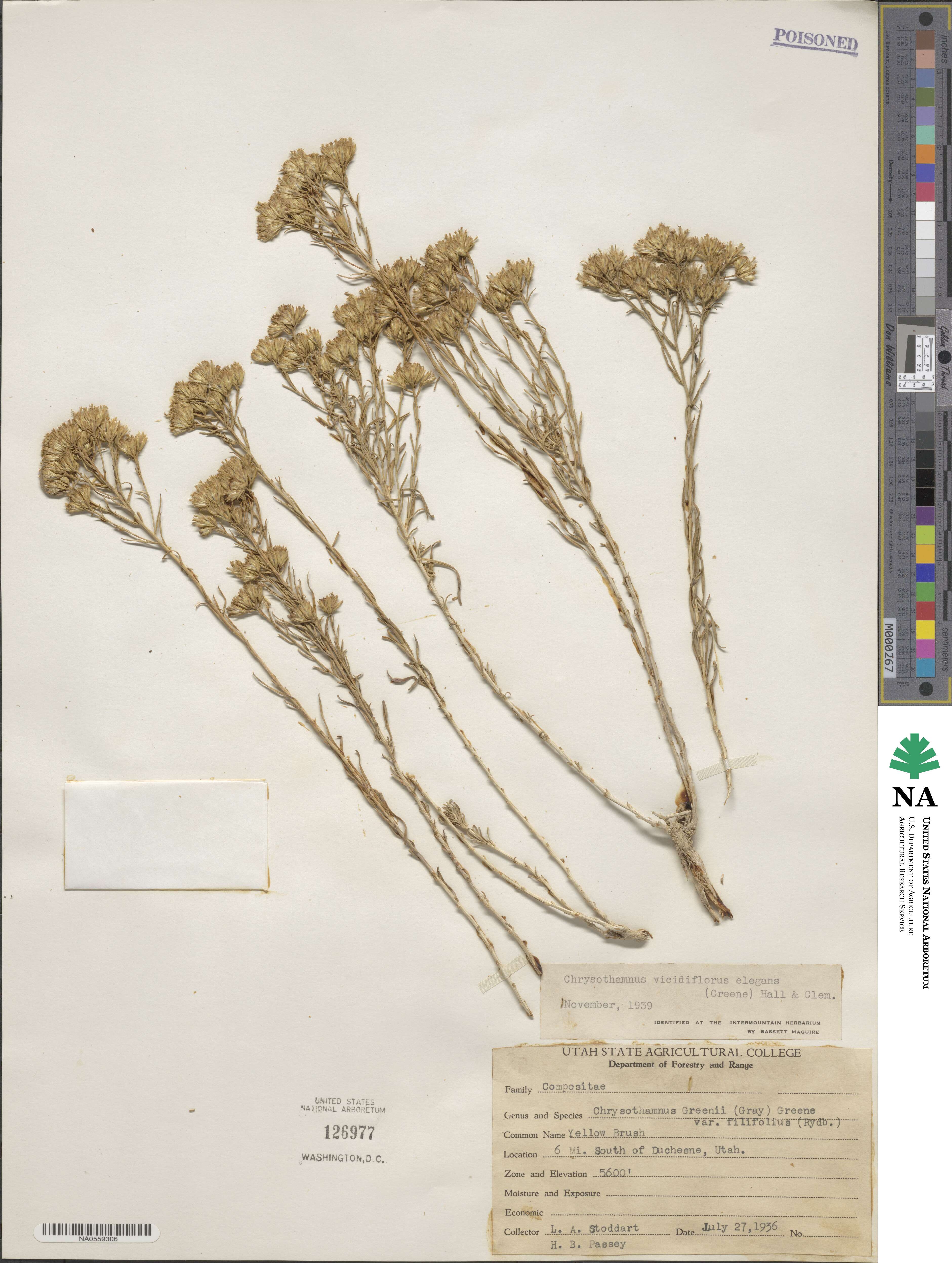 Chrysothamnus viscidiflorus subsp. lanceolatus image