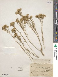 Chrysothamnus viscidiflorus subsp. lanceolatus image