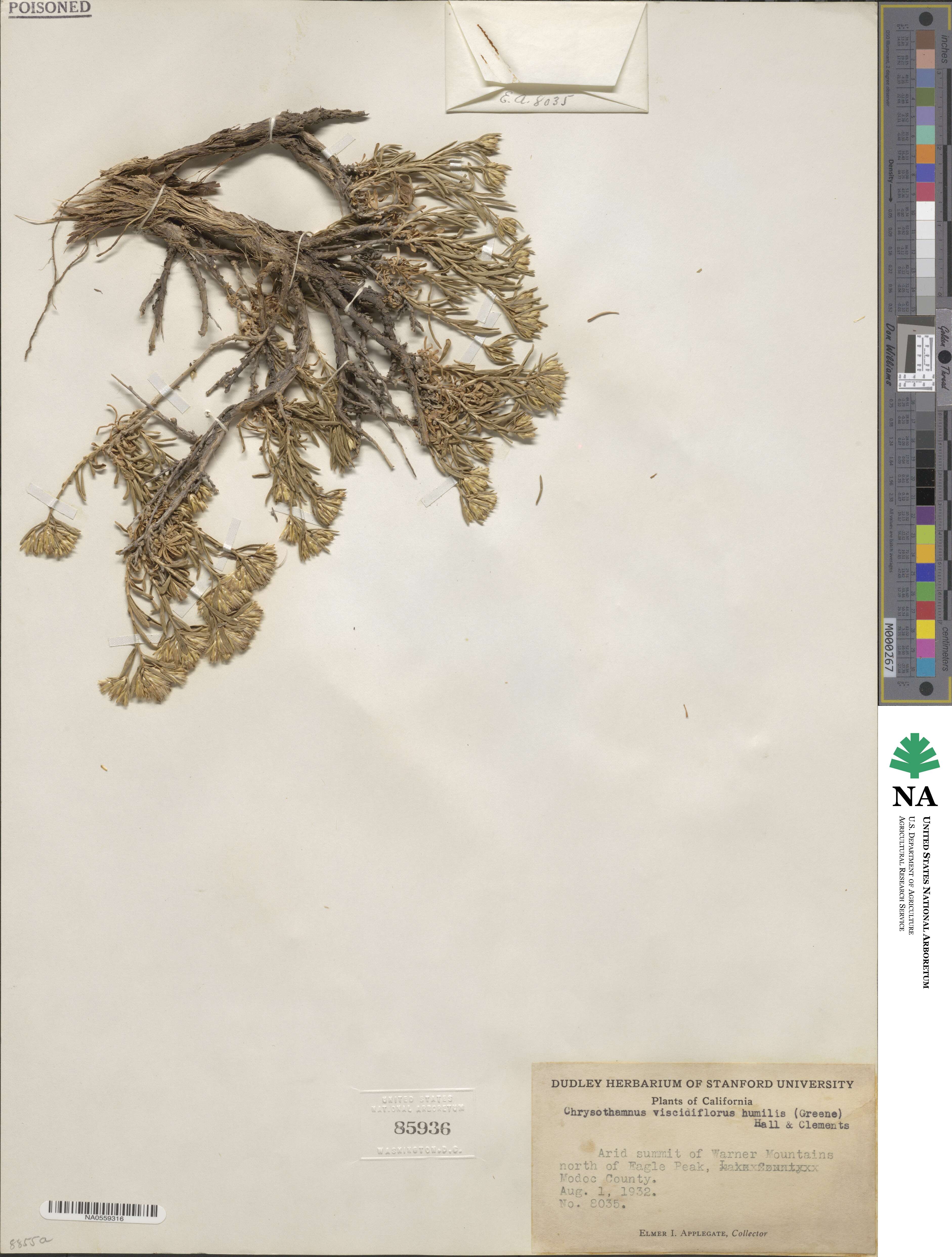 Chrysothamnus humilis image