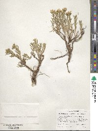 Chrysothamnus viscidiflorus image