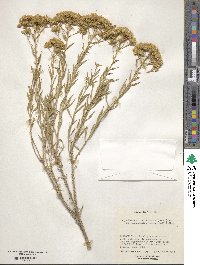 Chrysothamnus viscidiflorus image