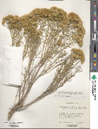 Chrysothamnus viscidiflorus subsp. lanceolatus image