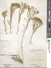 Chrysothamnus viscidiflorus subsp. lanceolatus image