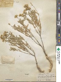 Chrysothamnus viscidiflorus image