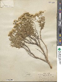 Chrysothamnus viscidiflorus subsp. lanceolatus image