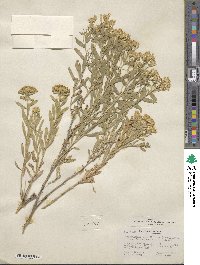 Chrysothamnus viscidiflorus image