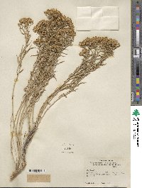 Chrysothamnus viscidiflorus subsp. lanceolatus image