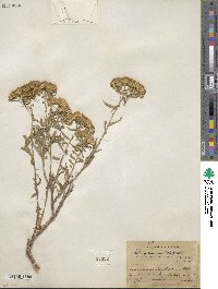 Chrysothamnus viscidiflorus subsp. lanceolatus image