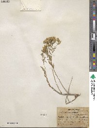 Chrysothamnus viscidiflorus subsp. lanceolatus image