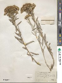 Chrysothamnus viscidiflorus subsp. lanceolatus image