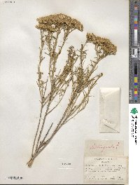 Chrysothamnus viscidiflorus image