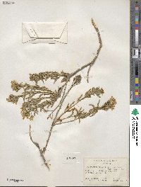 Chrysothamnus viscidiflorus subsp. lanceolatus image