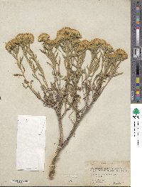 Chrysothamnus viscidiflorus subsp. lanceolatus image