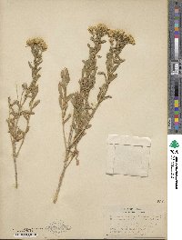 Chrysothamnus viscidiflorus subsp. viscidiflorus image