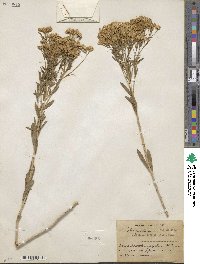 Lorandersonia linifolia image