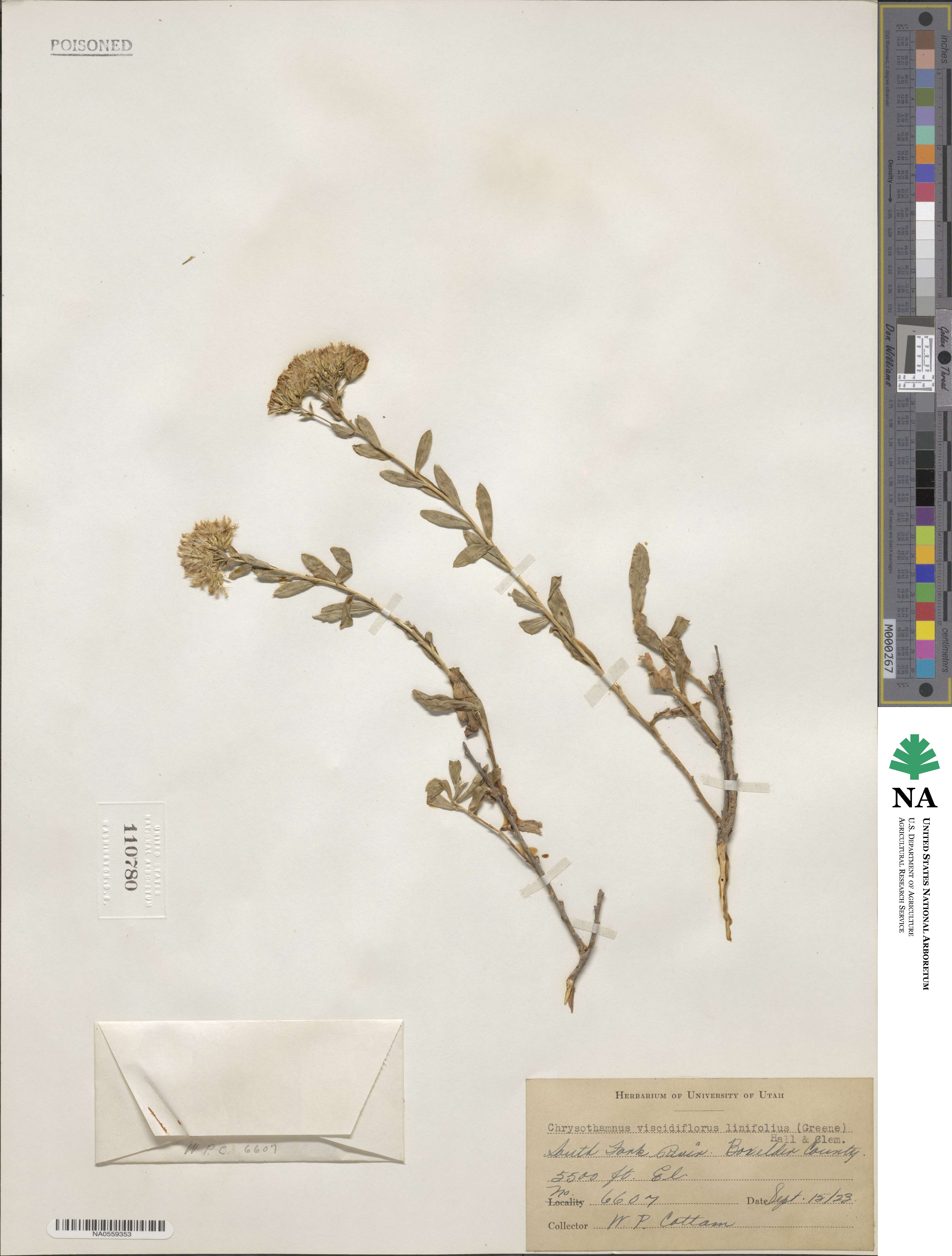 Lorandersonia linifolia image