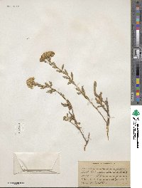 Lorandersonia linifolia image