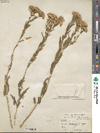 Lorandersonia linifolia image