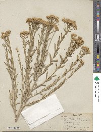 Lorandersonia linifolia image