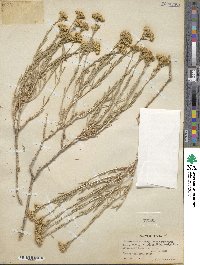 Chrysothamnus viscidiflorus subsp. puberulus image