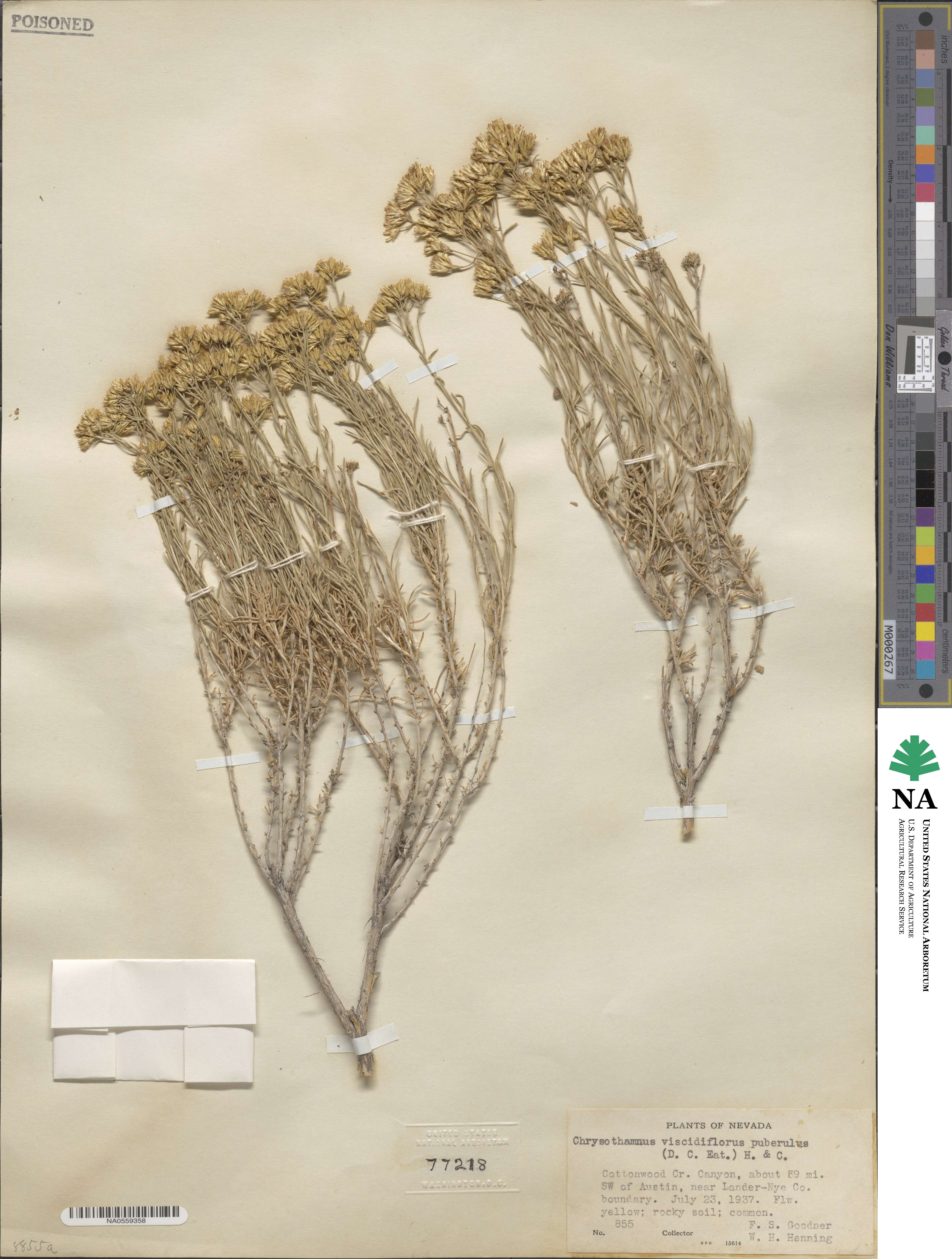 Chrysothamnus image