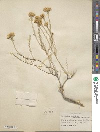 Chrysothamnus viscidiflorus image