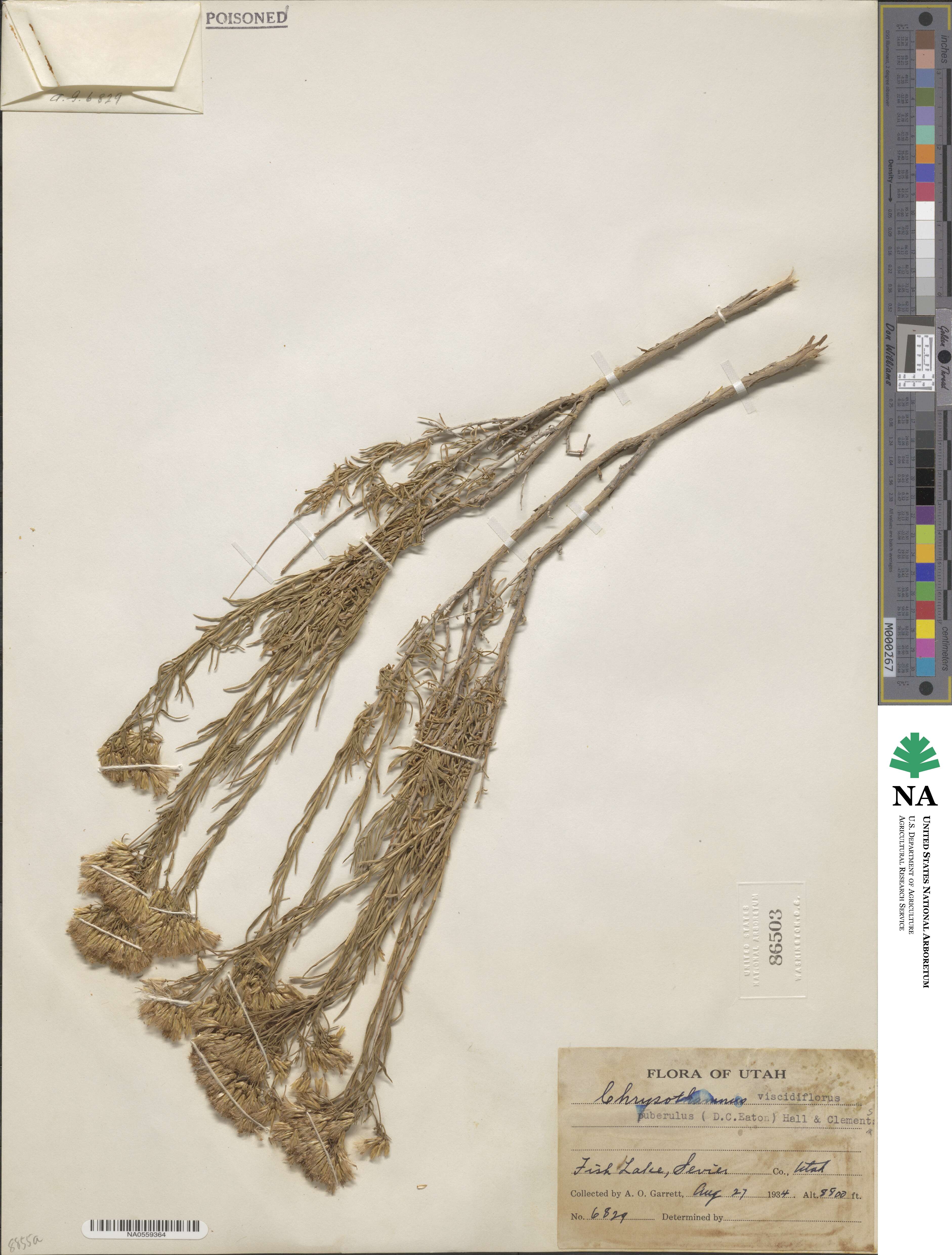 Chrysothamnus viscidiflorus subsp. puberulus image
