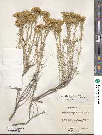 Chrysothamnus viscidiflorus image