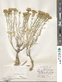 Chrysothamnus viscidiflorus image