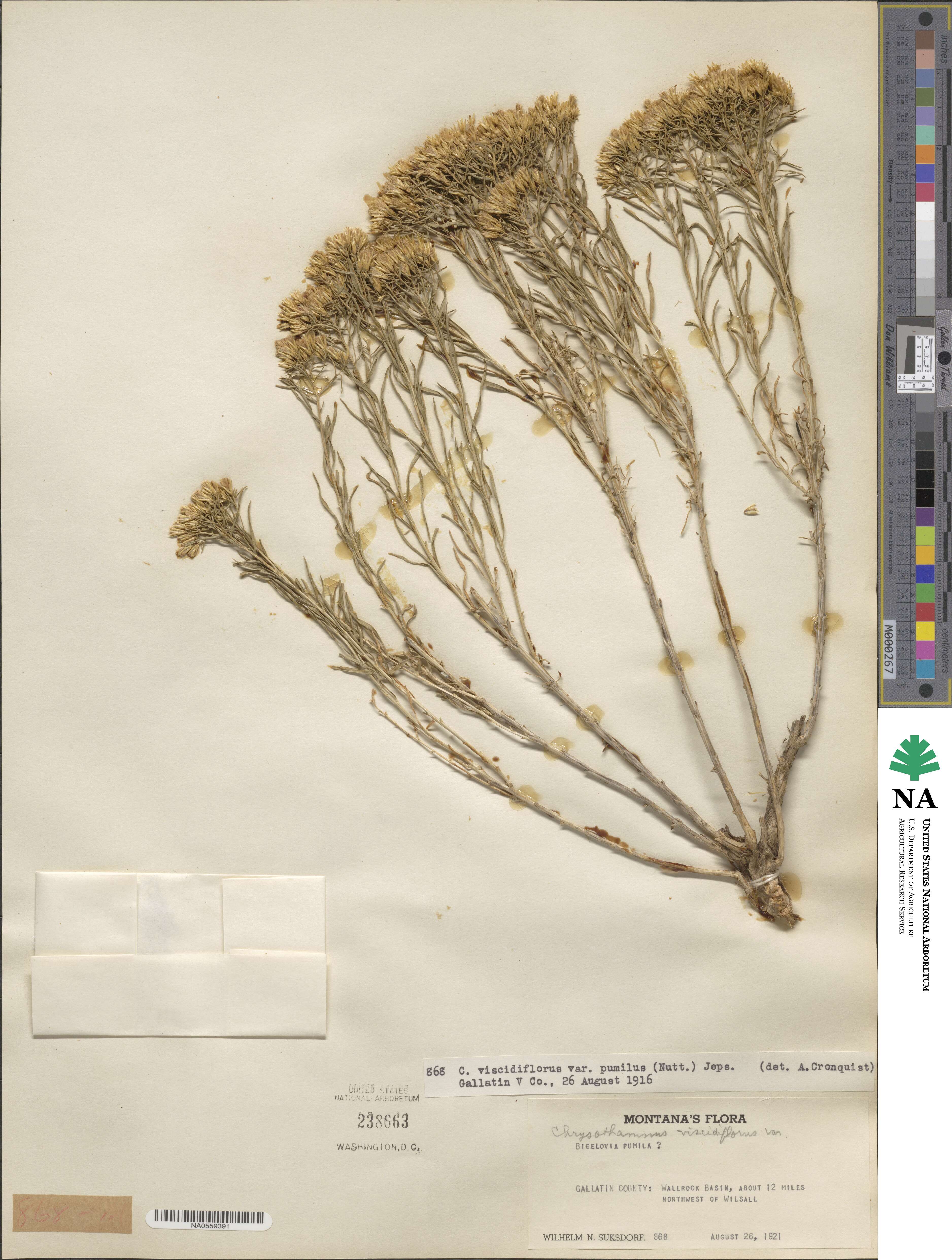 Chrysothamnus humilis image