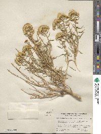 Chrysothamnus humilis image