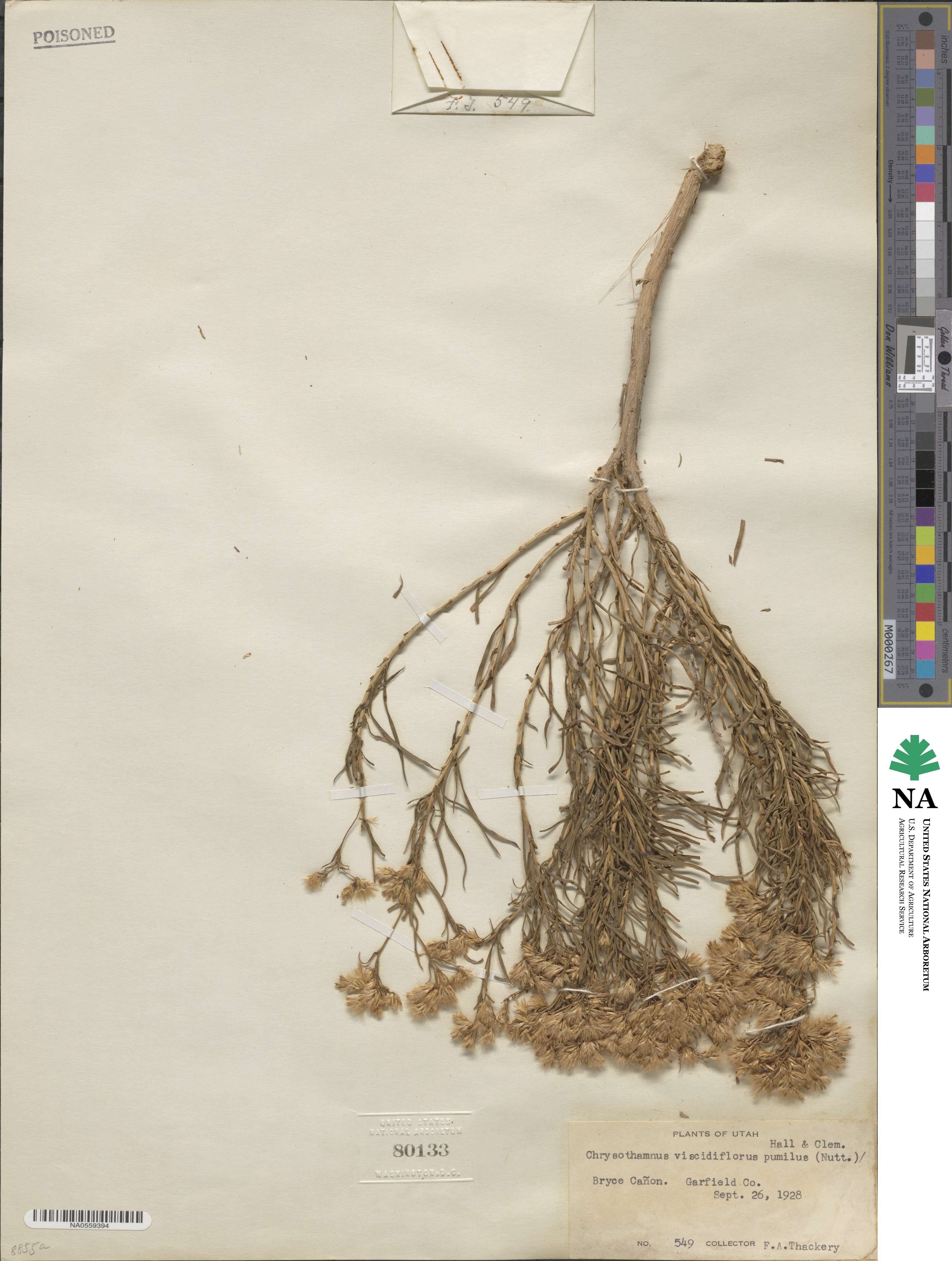 Chrysothamnus image